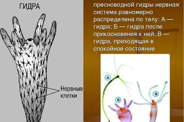 Почему не работает кракен kr2web in